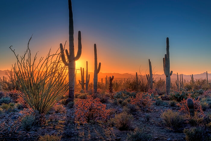 Saguaro National Park