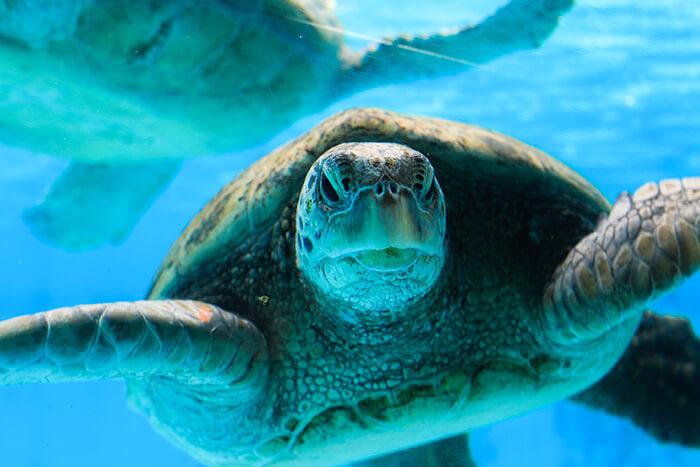 Sea turtle