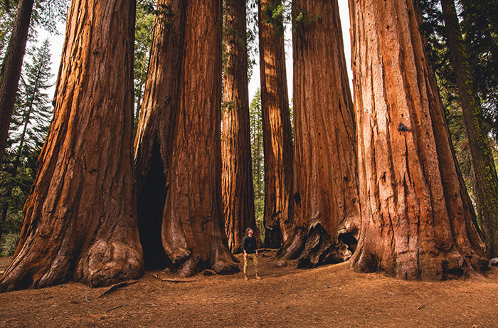 Sequoia National Park