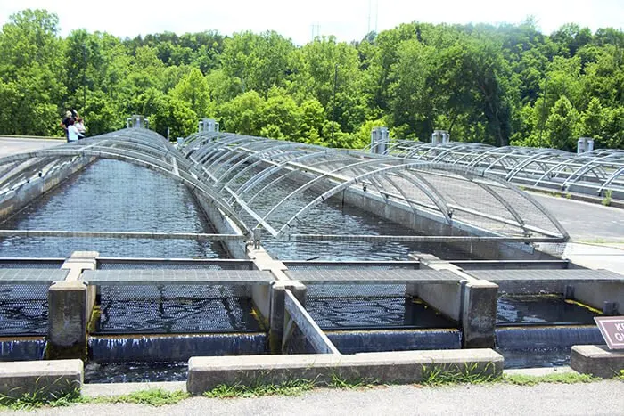 Shepherd of the Hills Fish Hatchery