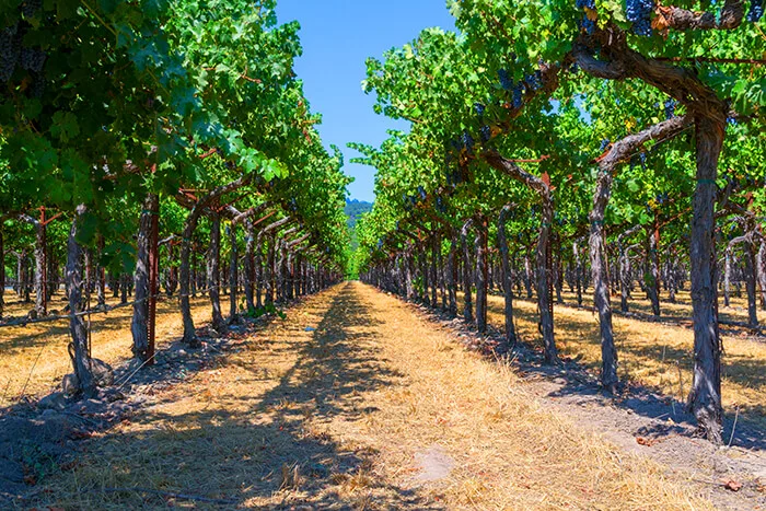 Sonoma valley