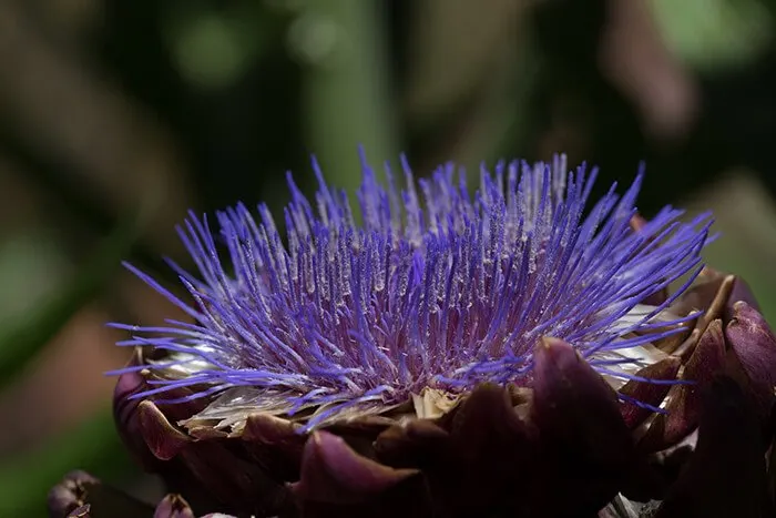 Tucson Botanical Gardens