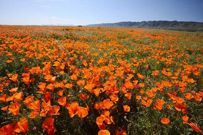 poppy blooming from antelope valley