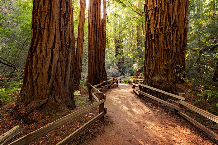 redwoods in Muir Woods National Monument