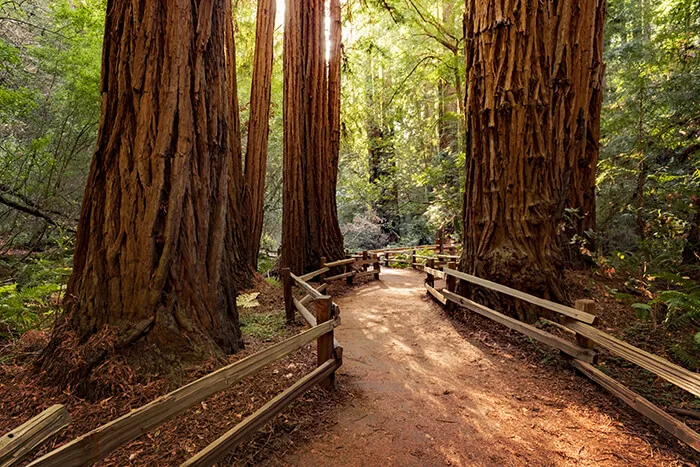 redwoods in Muir Woods National Monument