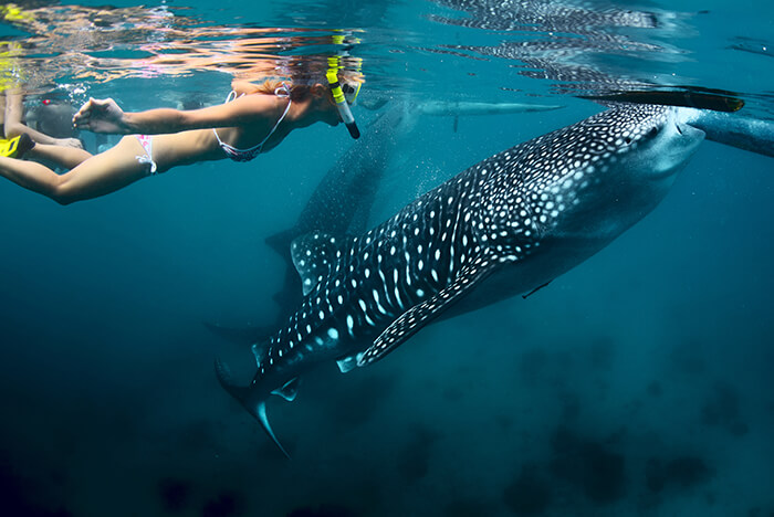 snorkeling with whale shark