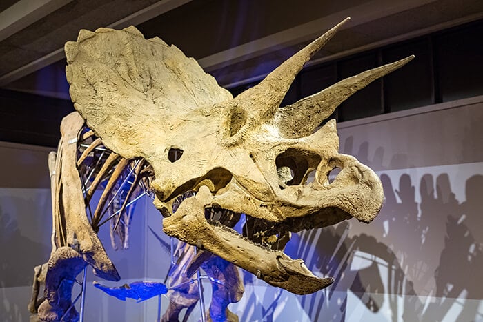 Dinosaur in the Boston Science Museum