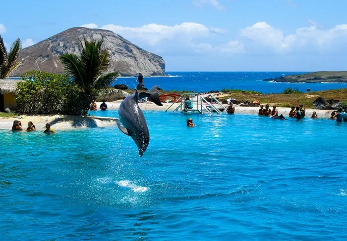 Dolphin Quest Oahu