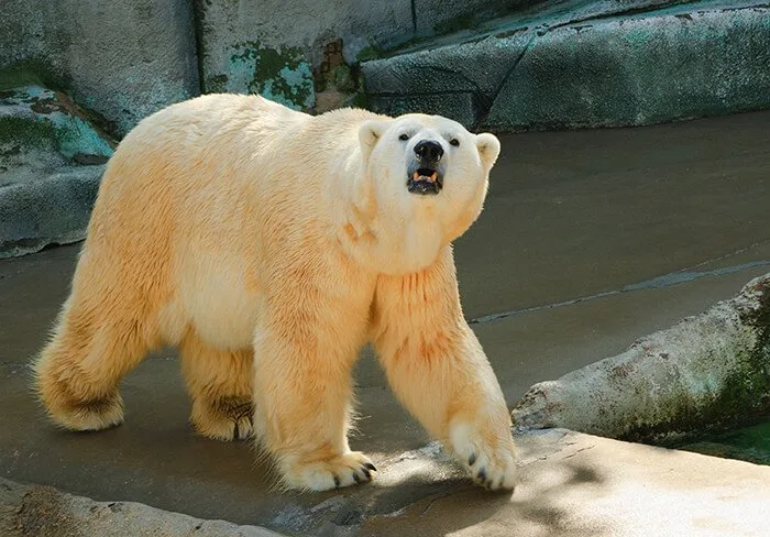 Erie Zoo