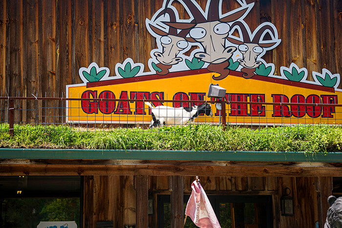 Goats on the Roof