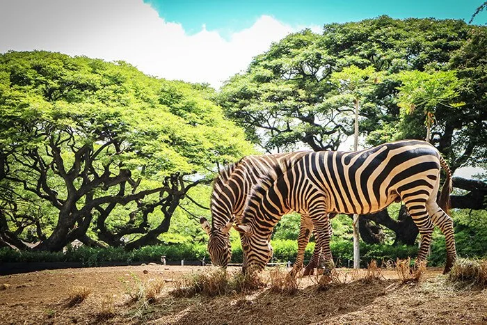 Honolulu zoo