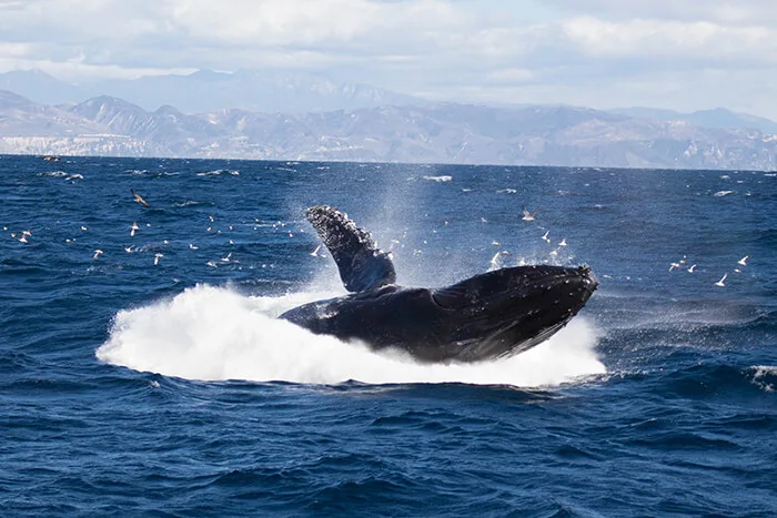 Humpback whale breaching off the coast of Santa Barbara