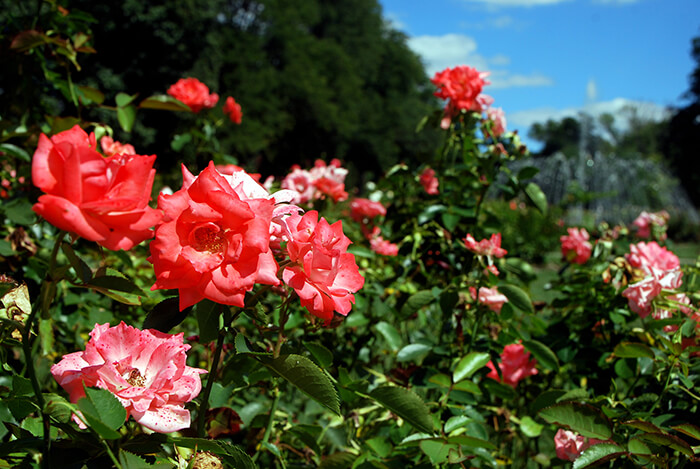 Park of Roses