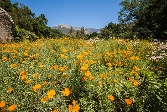 Santa Barbara Botanic Garden