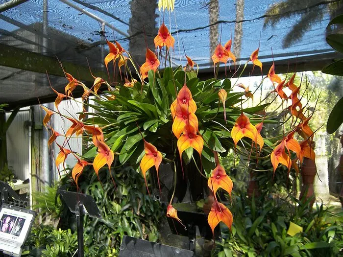 Santa Barbara Orchid Estate
