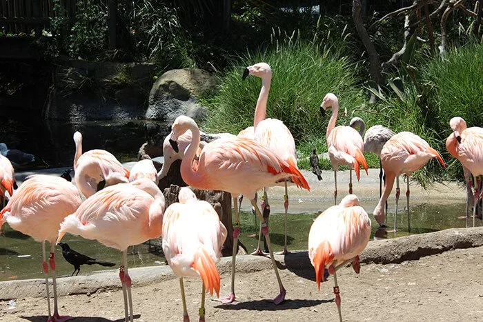 Santa Barbara Zoo