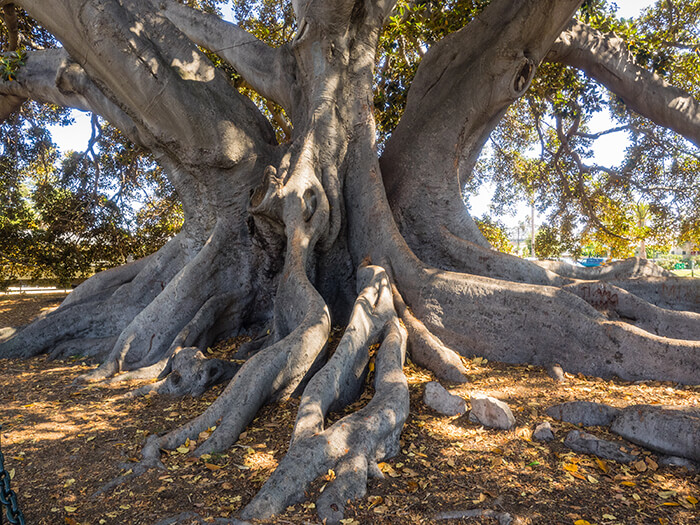 Santa Barbara's Moreton Bay Fig Tree