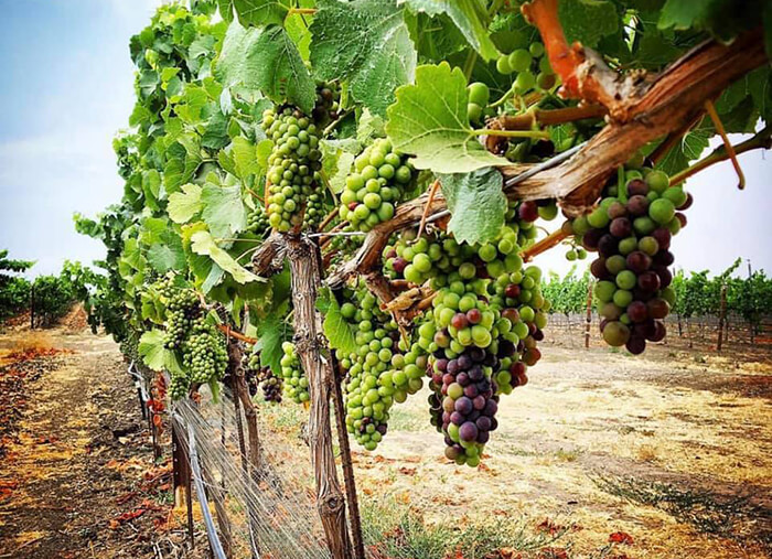 Sustainable Wine Tours