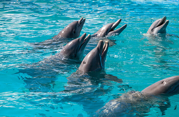 Wild About Dolphins