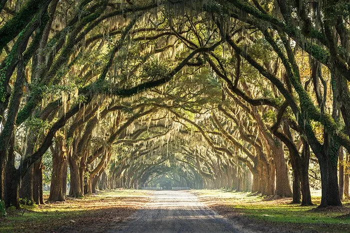 Wormsloe Historic Site