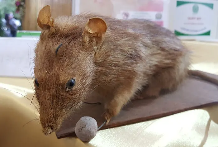 rat Taxidermy