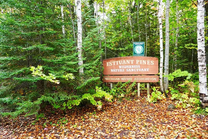 Estivant Pines Nature Sanctuary