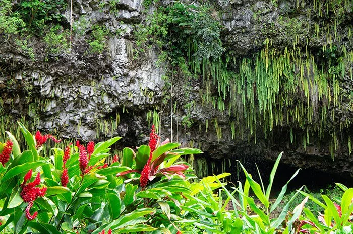 Fern Grotto