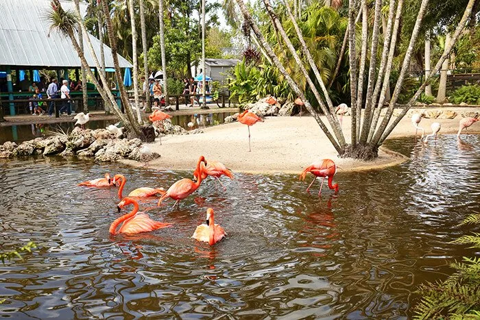 Flamingo Gardens