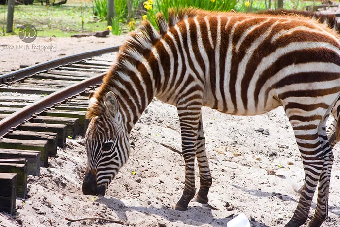 Gulf Breeze Zoo