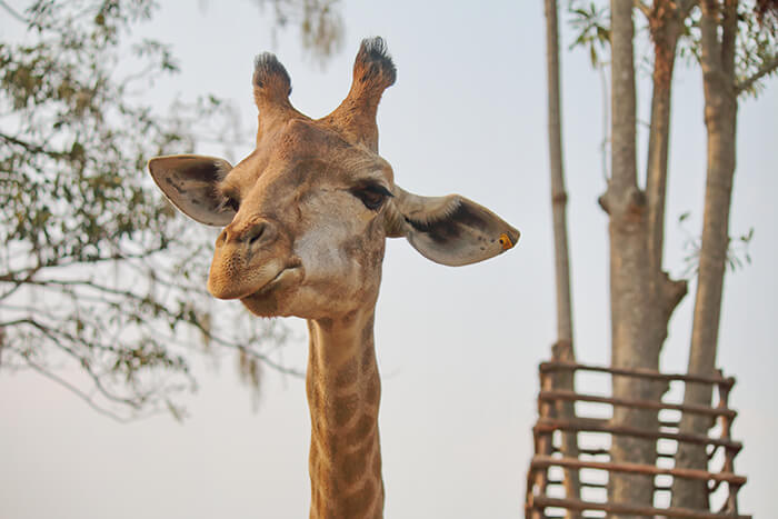 Gulf Breeze Zoo