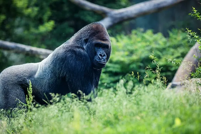 Henry Doorly Zoo and Aquarium