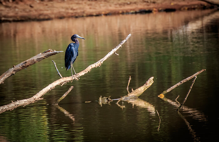 Martin Park Nature Center