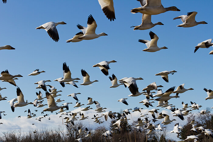 Middle Creek Wildlife Management Area