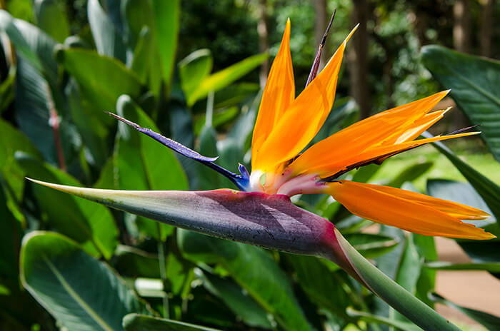 Na ‘Aina Kai Botanical Gardens