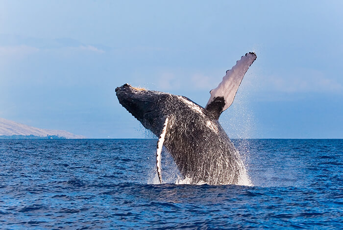 Odyssey Whale Watch