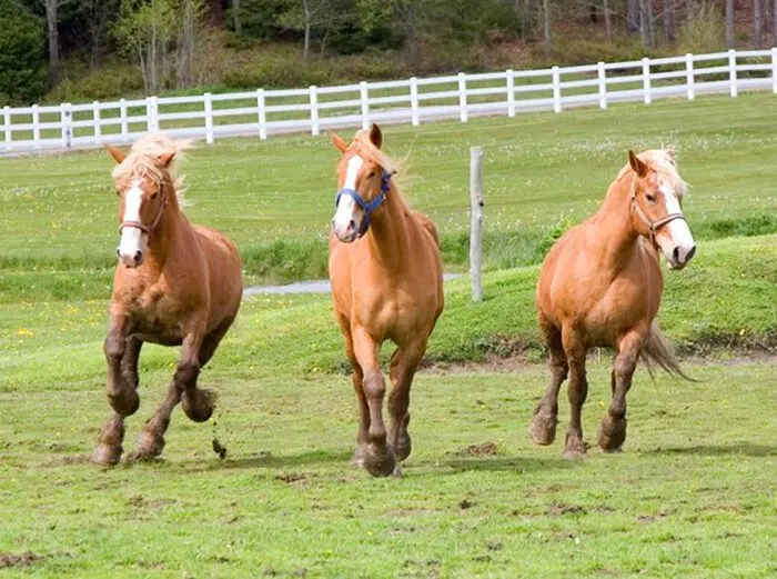 Rockin' Horse Stables