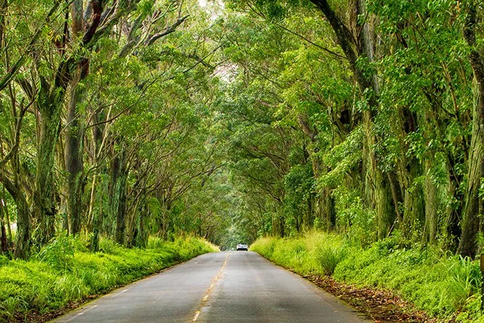 Tree Tunnel