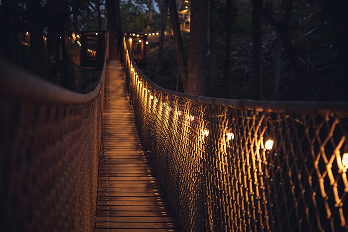 Tree bridge at anakeesta in gatinburg 