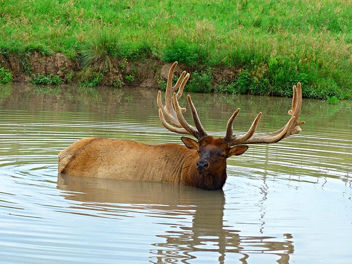 Wildlife Safari Park