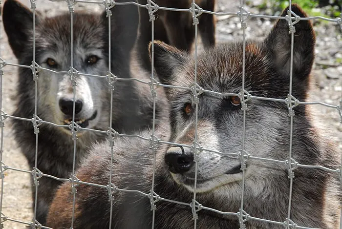 Wolf Sanctuary of PA