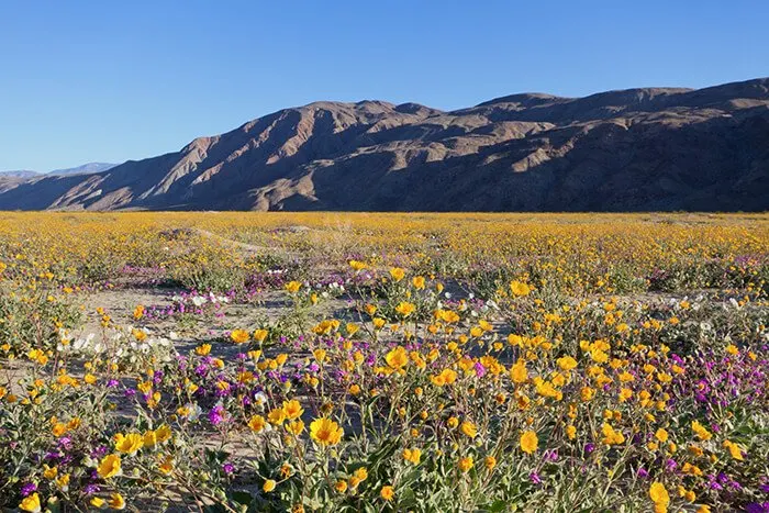 Anza Borrego Desert