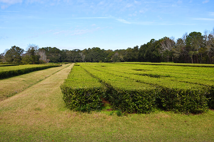 Charleston Tea Plantation