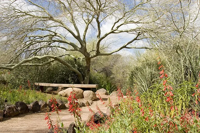 Desert Botanical Garden