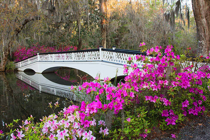 Magnolia Plantation & Gardens