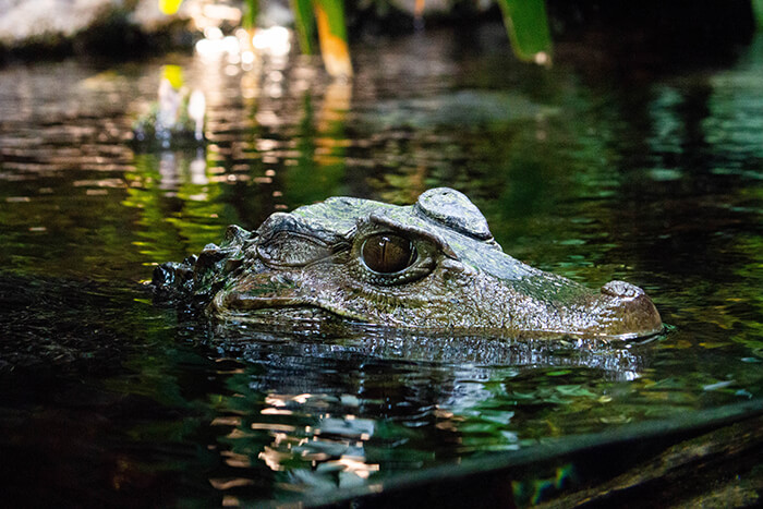 Nashville Zoo