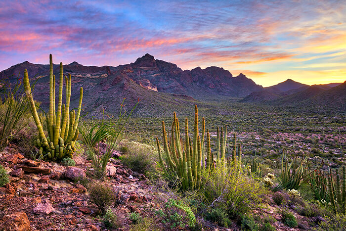 Organ Pipe Cactus National Monument