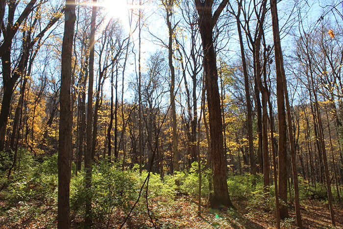 Percy Warner Park