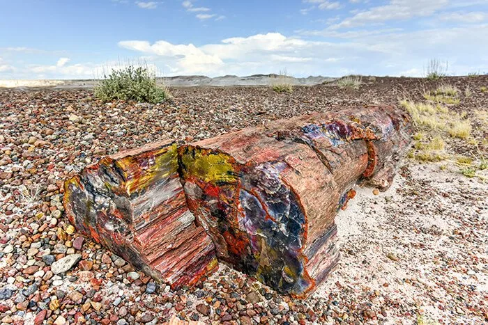 Petrified Forest National Park