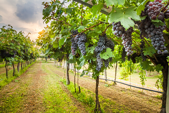 Santa Cruz Vineyards