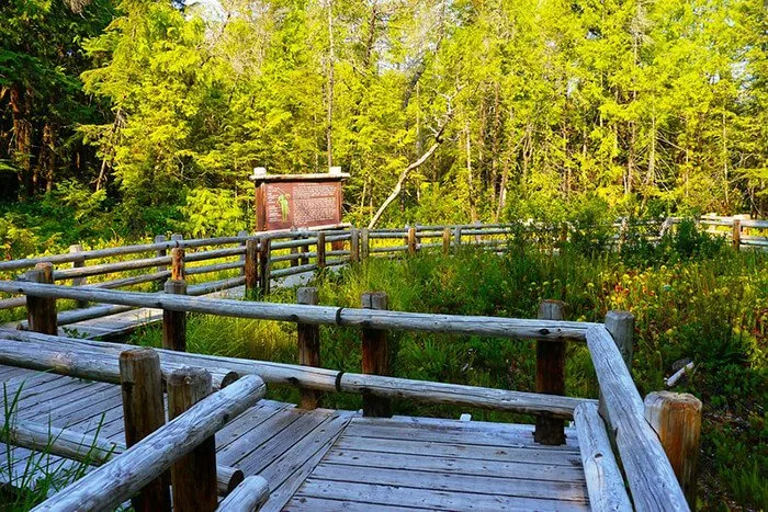 Darlingtonia State Natural Site